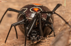Latrodectus umbukwane