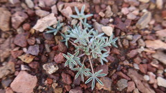 Lupinus ananeanus