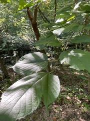 Tilia americana americana