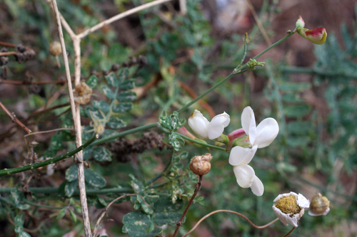 Coronilla viminalis, photograph 1
