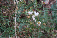 Coronilla viminalis image