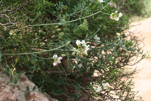 Coronilla viminalis, photograph 4