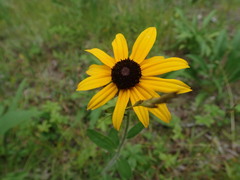 Rudbeckia hirta pulcherrima
