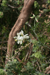 Coronilla viminalis, photograph Oleg Kosterin, CC BY, iNaturalist via GBIF