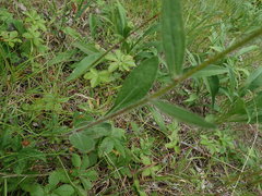 Rudbeckia hirta pulcherrima