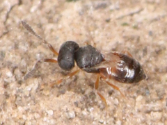 Proctotrupomorpha