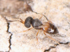 Proctotrupomorpha