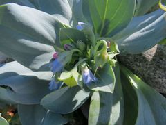 Mertensia simplicissima