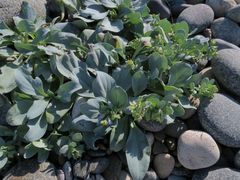 Mertensia simplicissima