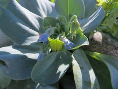 Mertensia simplicissima