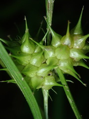 Carex tuckermanii