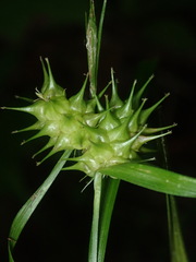 Carex tuckermanii