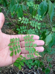 Mimosa malacophylla