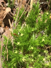 Galium andrewsii