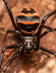 Latrodectus renivulvatus
