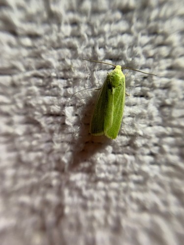 Cream-bordered Green Pea, Amsterdam, Oude Haagseweg, photo 7 of 10
