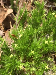 Galium andrewsii