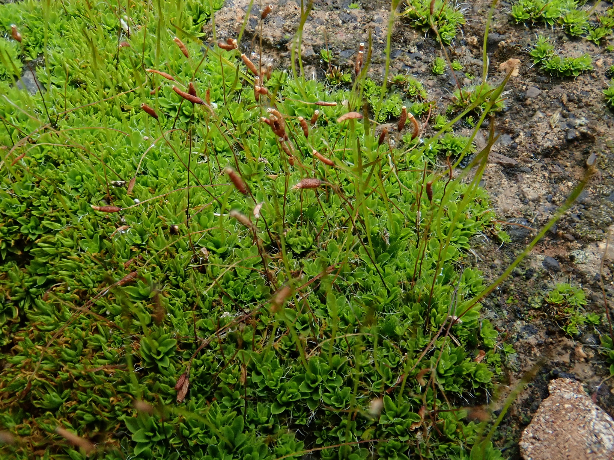 Tortula muralis