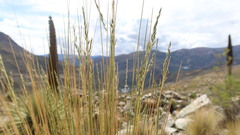 Festuca dolichophylla