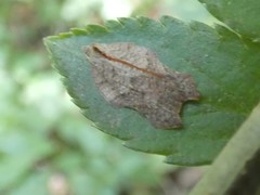 Acleris emargana