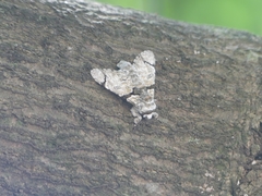 Lepidoptera