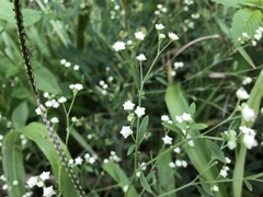 Parthenium hysterophorus