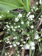 Parthenium hysterophorus