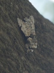 Lepidoptera