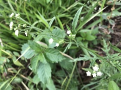 Parthenium hysterophorus
