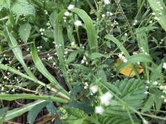 Parthenium hysterophorus
