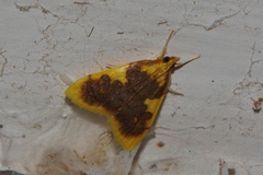 Sameodesma xanthocraspia