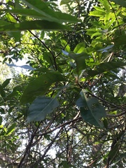 Elaeocarpus decipiens