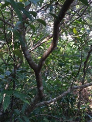 Elaeocarpus decipiens