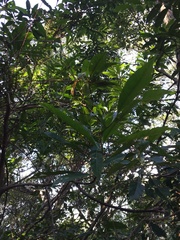 Elaeocarpus decipiens