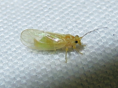 Cacopsylla annulata