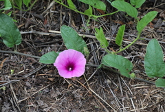 Ipomoea oblongata