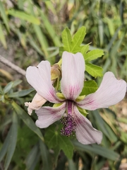 Malva acerifolia