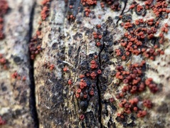 Nectria pseudotrichia