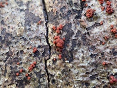 Nectria pseudotrichia