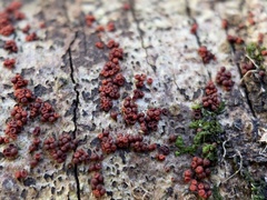 Nectria pseudotrichia