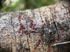 Nectria pseudotrichia