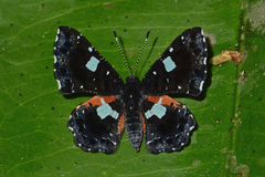 Calydna sturnula