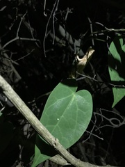 Rieppeleon kerstenii