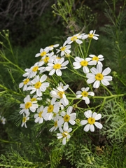 Gonospermum ferulaceum