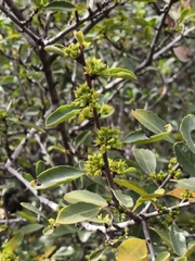 Rhamnus crenulata