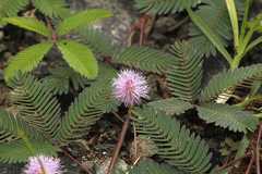 Mimosa sensitiva