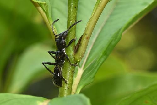 Stenygra angustata · iNaturalist United Kingdom