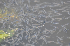 Micropterus salmoides