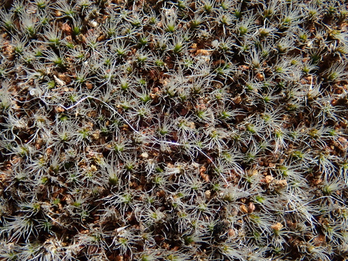 Grimmia laevigata image