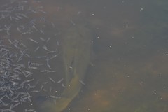 Micropterus salmoides